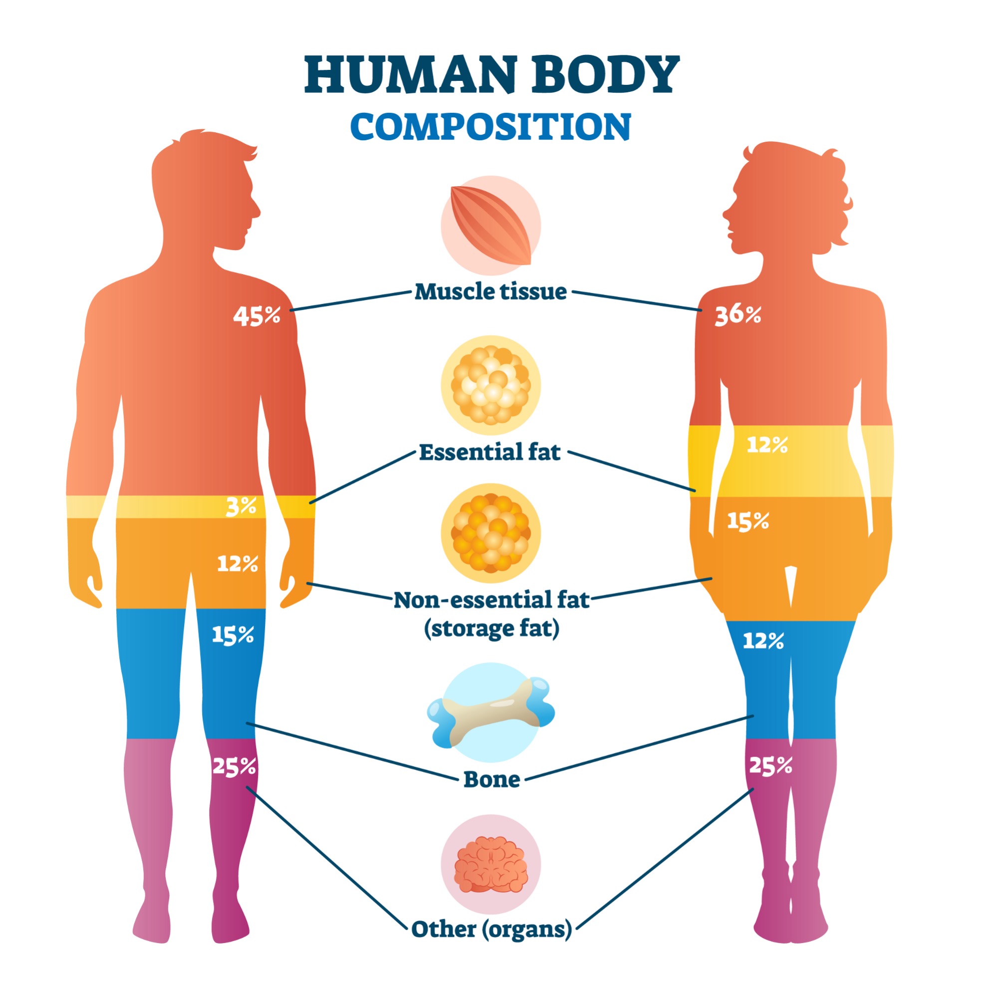 Human Body Composition